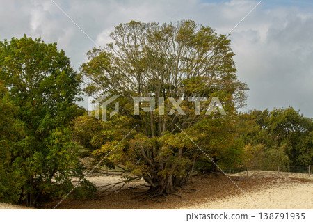 Dune landscape in the nature reserve near Burgh-Haamstede in the Netherlands 138791935