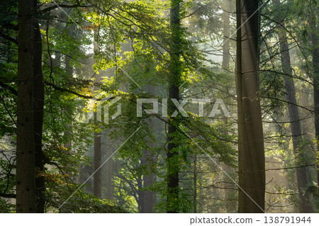 Sun harps during the golden hour in the forest. Discovering the Posbank on the Veluwe. National Park Veluwezoom, the Netherlands. Sun harps during the golden hour in the forest. Discovering the Posbank on the Veluwe. National Park Veluwezoom, the Netherlands. 138791944