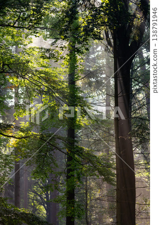 Sun harps during the golden hour in the forest. Discovering the Posbank on the Veluwe. National Park Veluwezoom, the Netherlands. Sun harps during the golden hour in the forest. Discovering the Posbank on the Veluwe. National Park Veluwezoom, the Netherlands. 138791946