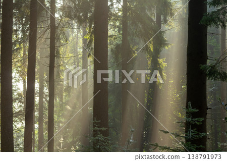 Sun harps during the golden hour in the forest. Discovering the Posbank on the Veluwe. National Park Veluwezoom, the Netherlands. Sun harps during the golden hour in the forest. Discovering the Posbank on the Veluwe. National Park Veluwezoom, the Netherlands. 138791973