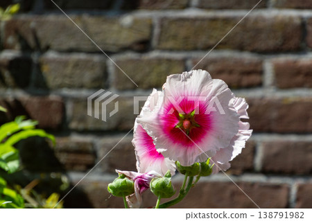 Lilac hibiscus flower, isolated before a brick wall Lilac hibiscus flower, isolated before a brick wall 138791982