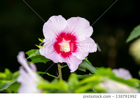 Close-up of a lilac hibiscus flower Close-up of a lilac hibiscus flower 138791992