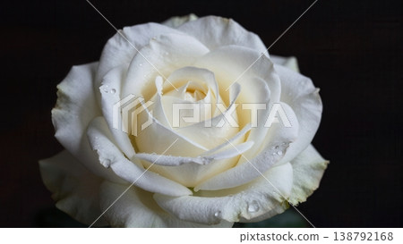 Whipped Cream Texture Over Dew kissed Rose Set Against a Dark Background for Funeral Aesthetics 138792168