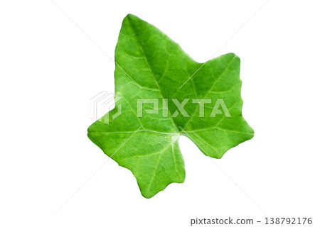 Green Ivy Gourd Leaf Isolated on White Background Green Ivy Gourd Leaf Isolated on White Background 138792176