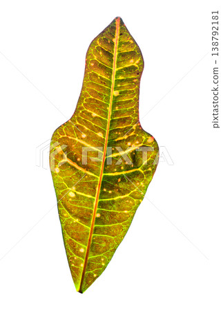 Colorful Croton Leaf with Red and Yellow Veins Isolated 138792181