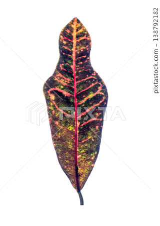 green leaf isolated on white background 138792182