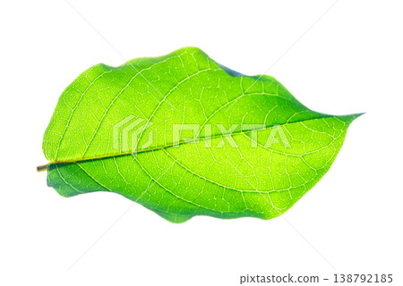 Single Broad Green Leaf with Detailed Vein Pattern Single Broad Green Leaf with Detailed Vein Pattern 138792185