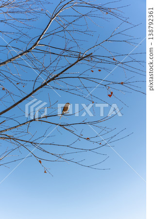 冬日的藍天與小鳥 冬日的藍天與小鳥 138792361