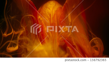 Flower ink. Vapor texture. Blur sparkling yellow red color smoke blend water nature tulip on abstract dark black creative background. Flower ink. Vapor texture. Blur sparkling yellow red color smoke blend water nature tulip on abstract dark black creative background. 138792365