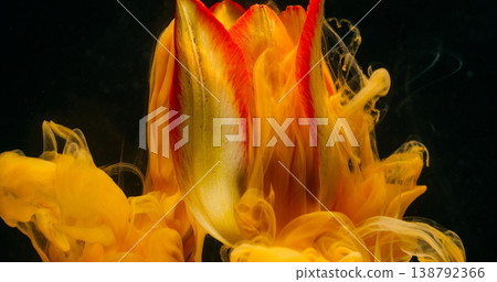 Botany paint. Ink cloud. Defocused yellow red color smoke texture tulip nature dew flower fluid floating on abstract art dark black background. Botany paint. Ink cloud. Defocused yellow red color smoke texture tulip nature dew flower fluid floating on abstract art dark black background. 138792366