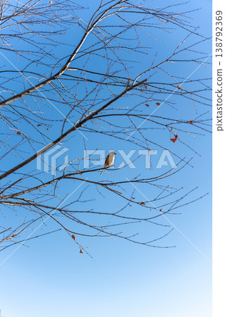 A bird on a branch against a winter blue sky 138792369