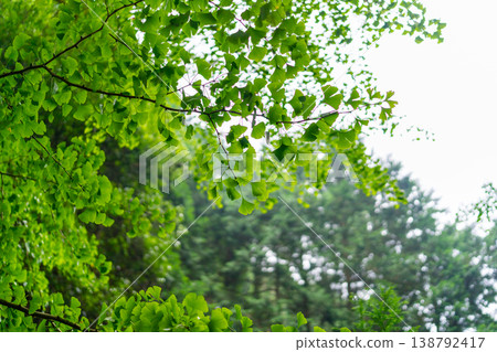 Fresh green ginko biloba leaves Fresh green ginko biloba leaves 138792417