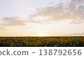 Golden sunflower field under colorful sky natural summer background. 138792656