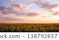 Golden sunflower field under colorful sky natural summer background. 138792657