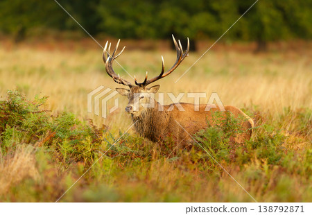 Red deer stag standing in meadow in autumn Red deer stag standing in meadow in autumn 138792871