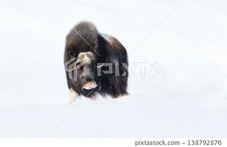 Musk ox portrait in a snowy winter landscape Musk ox portrait in a snowy winter landscape 138792876