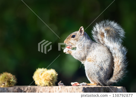 Grey squirrel eating chestnut while sitting on tree stump surrounded by spiky chestnut burrs Grey squirrel eating chestnut while sitting on tree stump surrounded by spiky chestnut burrs 138792877
