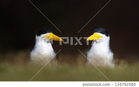 Two Yellow-billed terns resting in Pantanal wetlands Two Yellow-billed terns resting in Pantanal wetlands 138792880