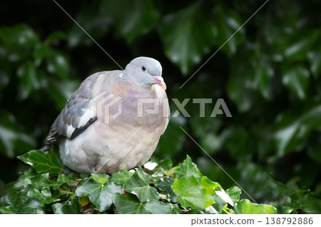 Portrait of a common wood pigeon (Columba palumbus) perched among green ivy leaves 138792886