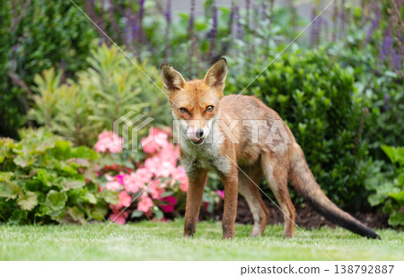 Wild young red fox standing on green grass in a garden surrounded by vibrant flowers 138792887