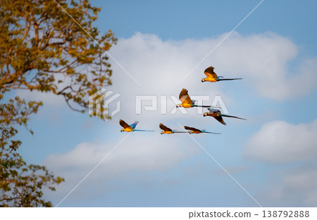 Group of wild blue-and-yellow macaws flying over the Pantanal 138792888