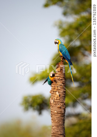 Blue-and-yellow macaws at a nest hole in a dead palm tree Blue-and-yellow macaws at a nest hole in a dead palm tree 138792889