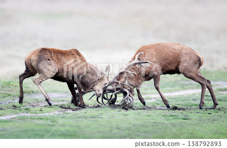 Two red deer stags fighting during rut in autumn 138792893