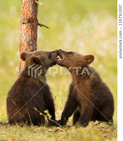 Two brown bear cubs nuzzling together in the Finnish wilderness. 138792897