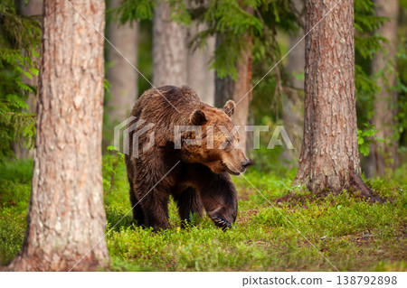 Brown bear walking through a pine forest in Finland 138792898