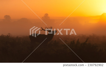 Majestic silhouette of a Red Deer stag (Cervus Elaphus) standing in a meadow against a dramatic, golden, misty sunrise or sunset in autumn, UK. 138792902