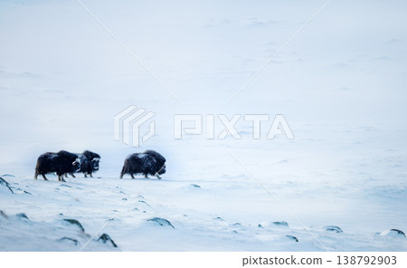 Small herd of musk ox walking through a snowy mountain landscape 138792903