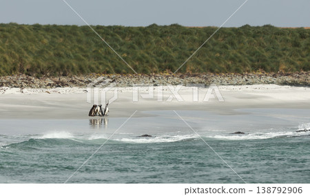 A small group of Magellanic penguins (Spheniscus magellanicus) stands on an expansive, pristine white sand beach beneath grassy coastal dunes in the remote Falkland Islands. 138792906