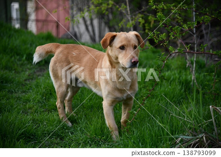 Adult brown white border collie run very fast in training day. Happy dog jump side 138793099