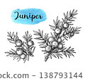 Juniper sprigs botanical hand-drawn illustration.  138793144