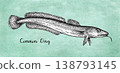 Common ling fish engraving illustration. 138793145