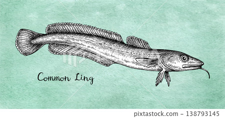 Common ling fish engraving illustration. 138793145