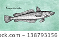 European Hake fish engraving illustration. 138793156