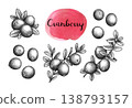 Cranberry ink sketches set. 138793157