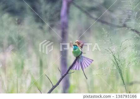 Vibrant Green Bird with Purple Tail Perched on a Branch in a Soft Focus Natural Habitat. Hurulu Eco Park Safari in Sri Lanka. Vibrant Green Bird with Purple Tail Perched on a Branch in a Soft Focus Natural Habitat. Hurulu Eco Park Safari in Sri Lanka. 138793166