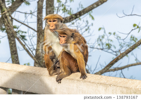 Two monkeys, an adult and a young one, perch together on a concrete wall outdoors. Ambuluwawa Tower, multi-religious temple complex located in Gampola, in Sri Lanka. 138793167