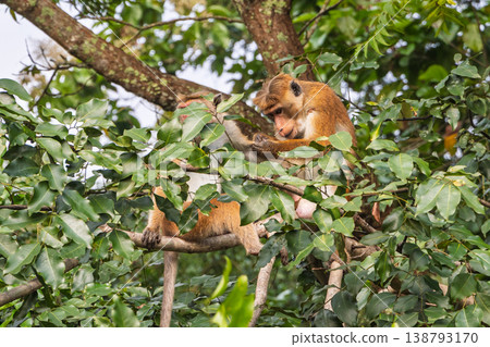 Two brown monkeys in a tree, with one meticulously grooming the other, surrounded by abundant green foliage and branches in a natural habitat. Sri Lanka island in Asia. Two brown monkeys in a tree, with one meticulously grooming the other, surrounded by abundant green foliage and branches in a natural habitat. Sri Lanka island in Asia. 138793170