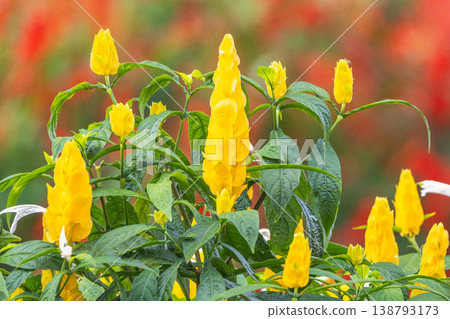 Peradeniya, Royal Botanic Gardens near of Kandy town in Sri Lanka. Vibrant Yellow Flower Spikes Adorn Lush Green Foliage, Bursting with Life Against a Soft, Colorful Botanical Background 138793173