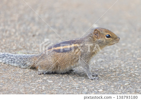 Peradeniya, Royal Botanic Gardens near of Kandy town in Sri Lanka. Charming Small Squirrel with Distinct Stripes, Alert and Curious on Gray Textured Ground in a Natural Outdoor Habitat Peradeniya, Royal Botanic Gardens near of Kandy town in Sri Lanka. Charming Small Squirrel with Distinct Stripes, Alert and Curious on Gray Textured Ground in a Natural Outdoor Habitat 138793180