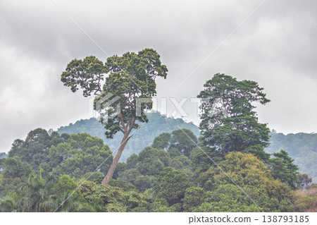 Peradeniya, Royal Botanic Gardens near of Kandy town in Sri Lanka. Lush Tropical Forest Landscape with Towering Trees and Dense Greenery Under a Overcast Sky, Emphasizing Nature's Serenity 138793185