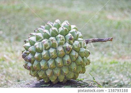 Peradeniya, Royal Botanic Gardens near of Kandy town in Sri Lanka. Exotic Green Fruit with Unique Hexagonal Texture and Stem on Natural Ground with Soft Focus Background, Outdoor Daytime View Peradeniya, Royal Botanic Gardens near of Kandy town in Sri Lanka. Exotic Green Fruit with Unique Hexagonal Texture and Stem on Natural Ground with Soft Focus Background, Outdoor Daytime View 138793188