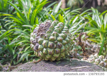 Peradeniya, Royal Botanic Gardens near of Kandy town in Sri Lanka. Exotic Tropical Fruit Annona with Unique Scaly Skin Rests on Earthy Mound in Lush Green Garden, Nature's Bounty Highlighted Peradeniya, Royal Botanic Gardens near of Kandy town in Sri Lanka. Exotic Tropical Fruit Annona with Unique Scaly Skin Rests on Earthy Mound in Lush Green Garden, Nature's Bounty Highlighted 138793193