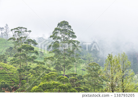 A verdant tea plantation hillside near Nuwara Eliya in Sri Lanka. Misty Green Hillside Landscape with Lush Trees and Verdant Plantations Under a Cloudy Sky A verdant tea plantation hillside near Nuwara Eliya in Sri Lanka. Misty Green Hillside Landscape with Lush Trees and Verdant Plantations Under a Cloudy Sky 138793205