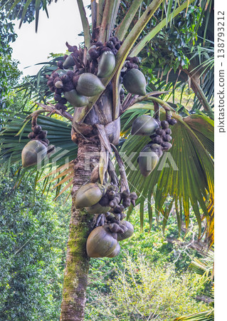 Peradeniya, Royal Botanic Gardens near of Kandy town in Sri Lanka. Abundant Cluster of Exotic Fruit on a Tall Palm Tree Amidst Lush Tropical Foliage Under a Bright Outdoor Sky, Nature's Bounty Peradeniya, Royal Botanic Gardens near of Kandy town in Sri Lanka. Abundant Cluster of Exotic Fruit on a Tall Palm Tree Amidst Lush Tropical Foliage Under a Bright Outdoor Sky, Nature's Bounty 138793212