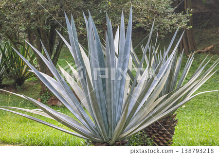 Peradeniya, Royal Botanic Gardens near of Kandy town in Sri Lanka. Striking architectural plant with sharp, pointed leaves in a vibrant green garden, showcasing natural beauty and resilient growth Peradeniya, Royal Botanic Gardens near of Kandy town in Sri Lanka. Striking architectural plant with sharp, pointed leaves in a vibrant green garden, showcasing natural beauty and resilient growth 138793218