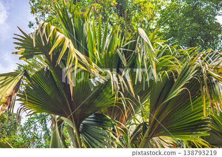 Peradeniya, Royal Botanic Gardens near of Kandy town in Sri Lanka. Vibrant Tropical Palm Leaves Under Blue Sky: Lush Green Foliage in a Sunny Natural Environment, Perfect for Summer Backgrounds Peradeniya, Royal Botanic Gardens near of Kandy town in Sri Lanka. Vibrant Tropical Palm Leaves Under Blue Sky: Lush Green Foliage in a Sunny Natural Environment, Perfect for Summer Backgrounds 138793219